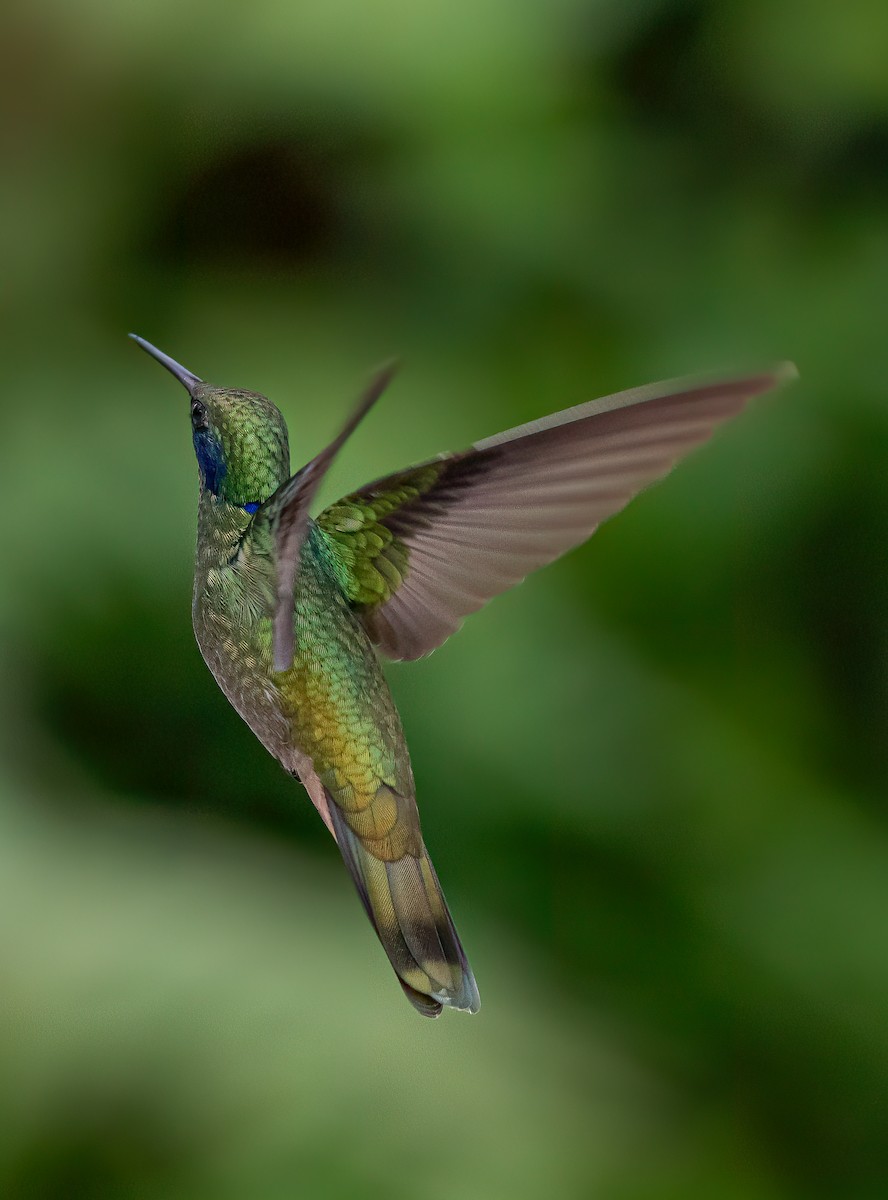 Colibrí Rutilante - ML616590746