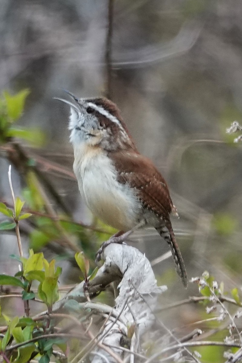 Carolina Wren - Dick Plambeck