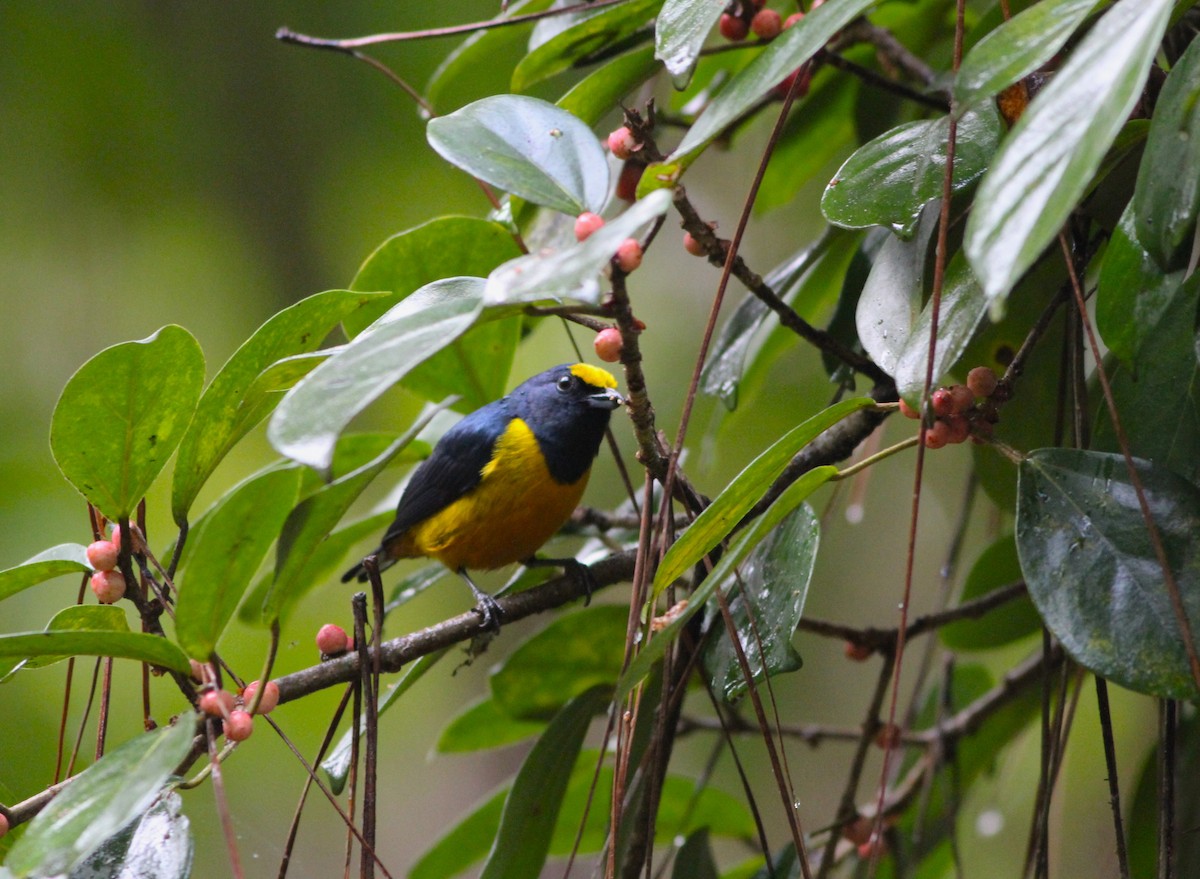 Fulvous-vented Euphonia - ML616590758