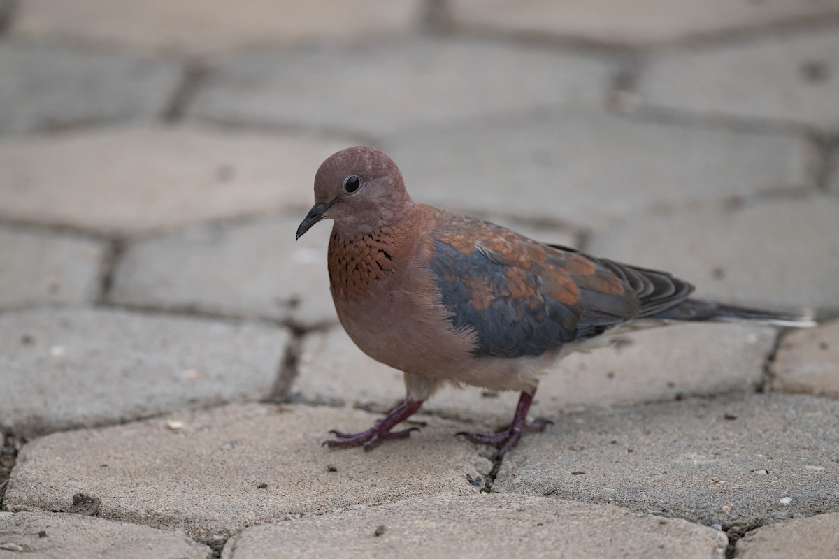 Laughing Dove - ML616590759