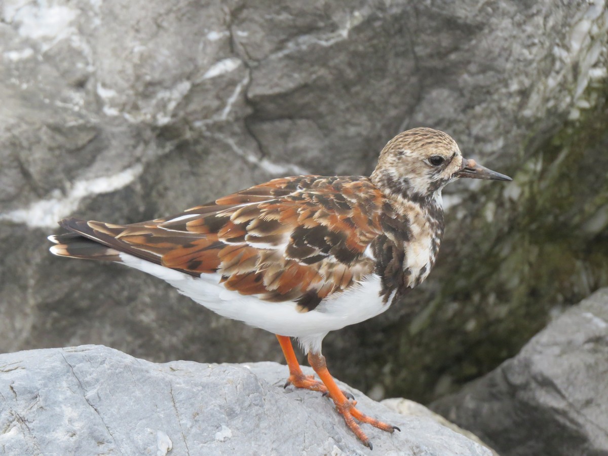 Ruddy Turnstone - ML616590771