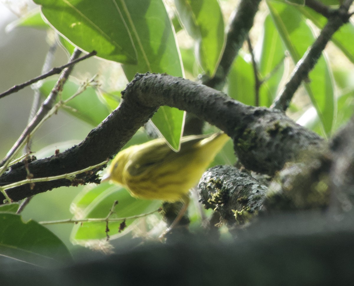 Yellow Warbler - Maria Isabel Mantilla Mantilla