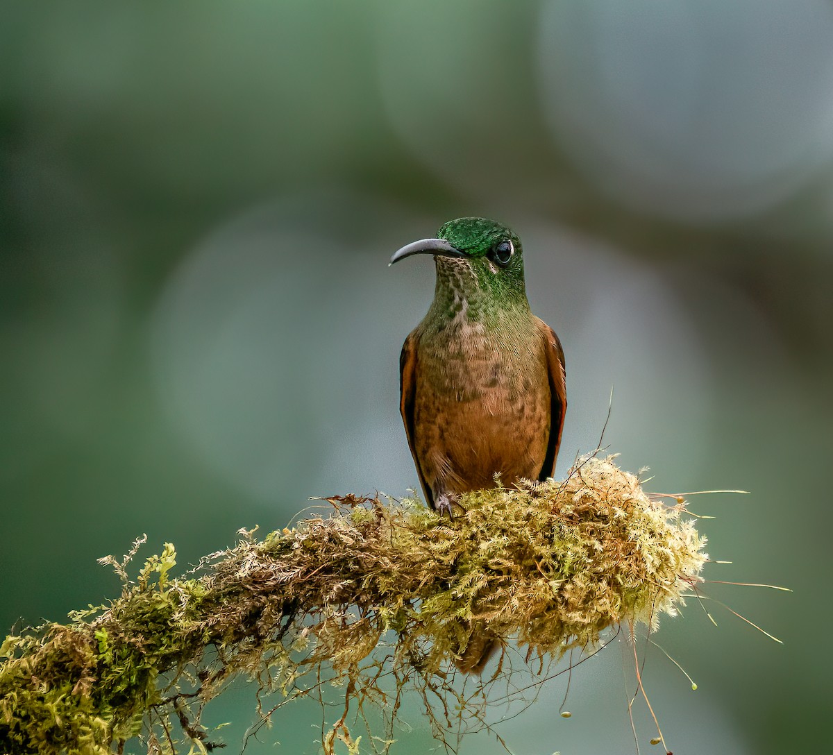 Fawn-breasted Brilliant - Braulio Castillo