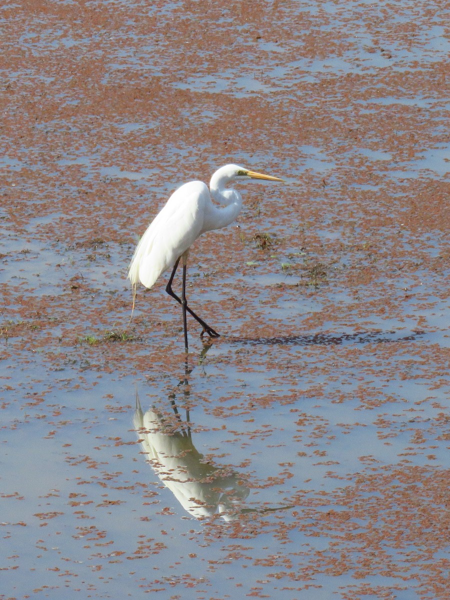 Great Egret - Ruth Metterhausen