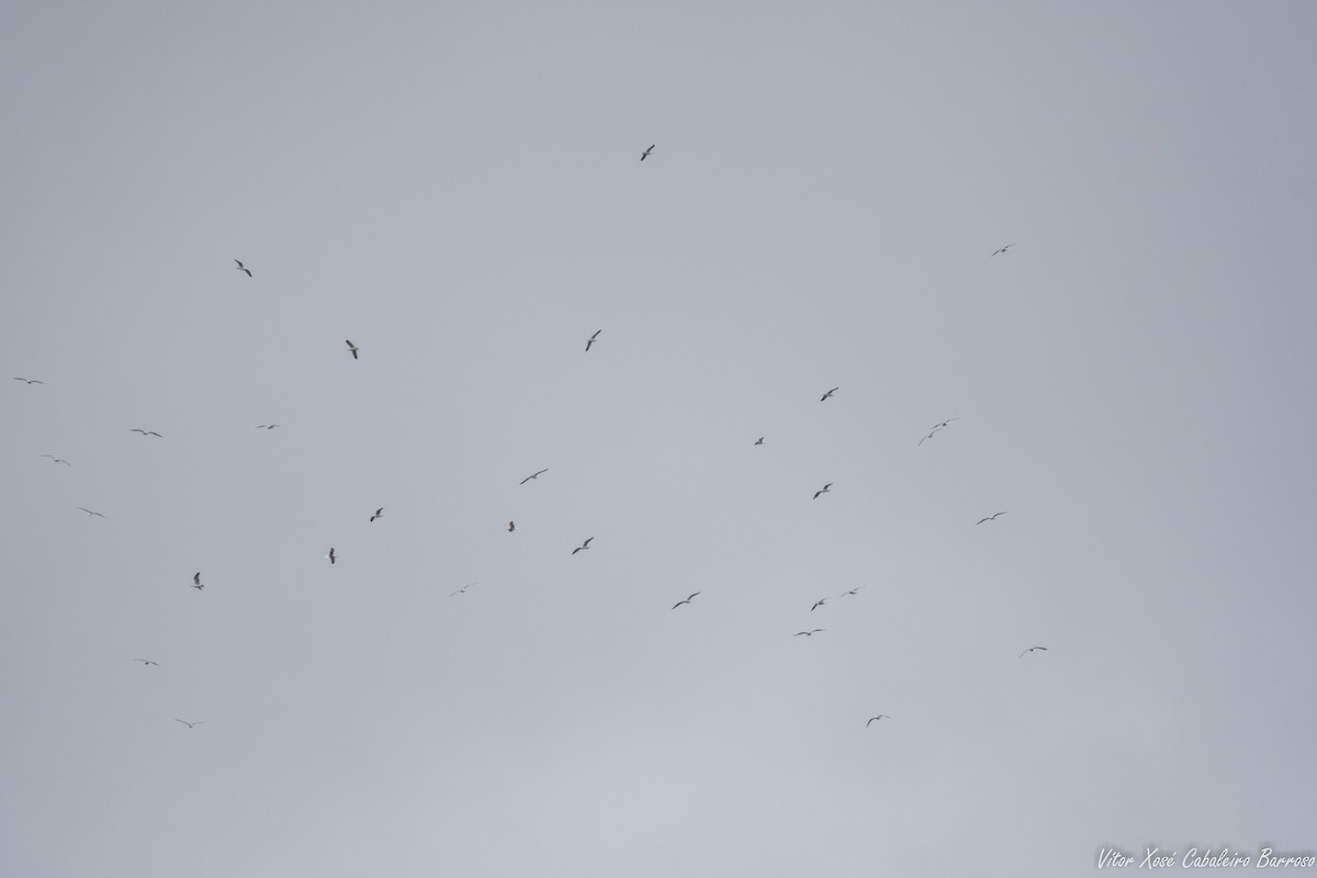 Lesser Black-backed Gull - ML616590793