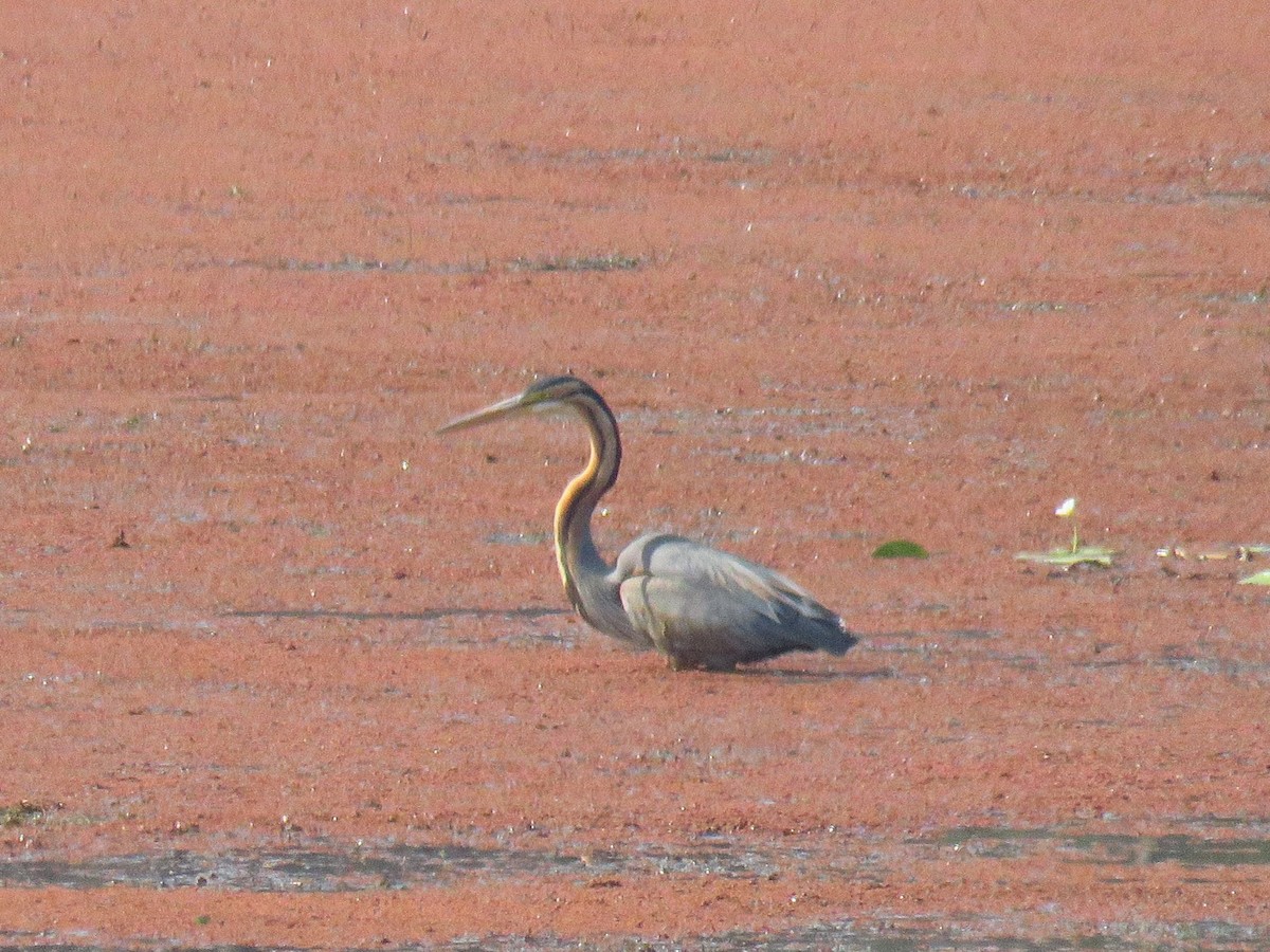 Purple Heron - ML616590800