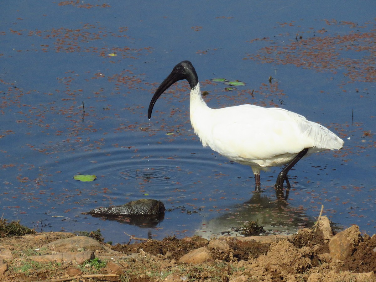 ibis černohlavý - ML616590807