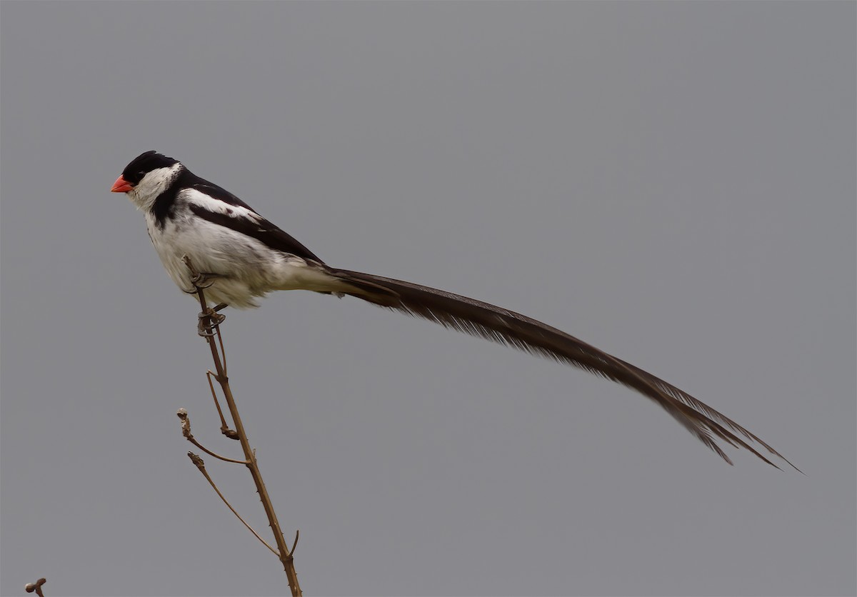 Pin-tailed Whydah - ML616590811