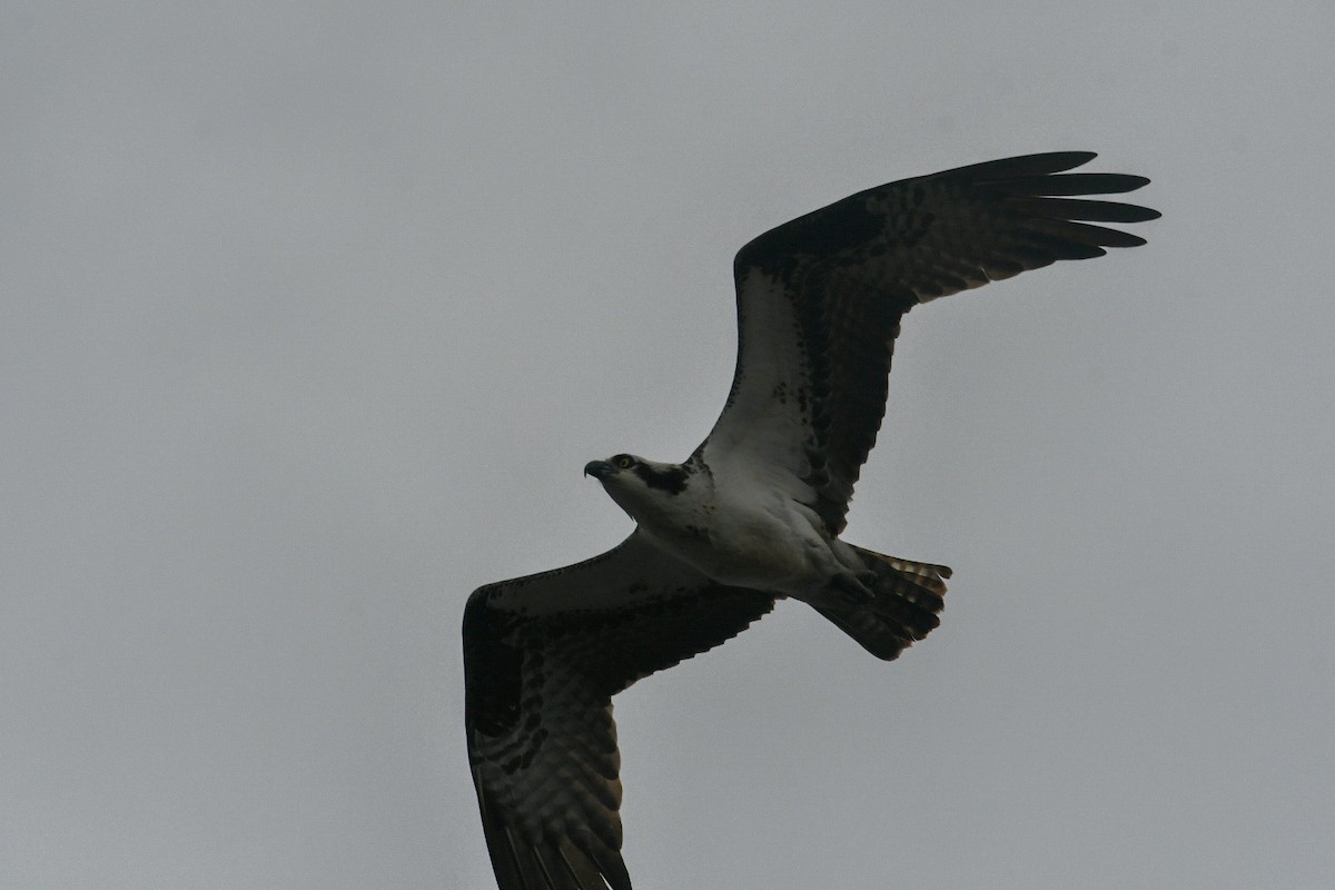 Águila Pescadora - ML616590864