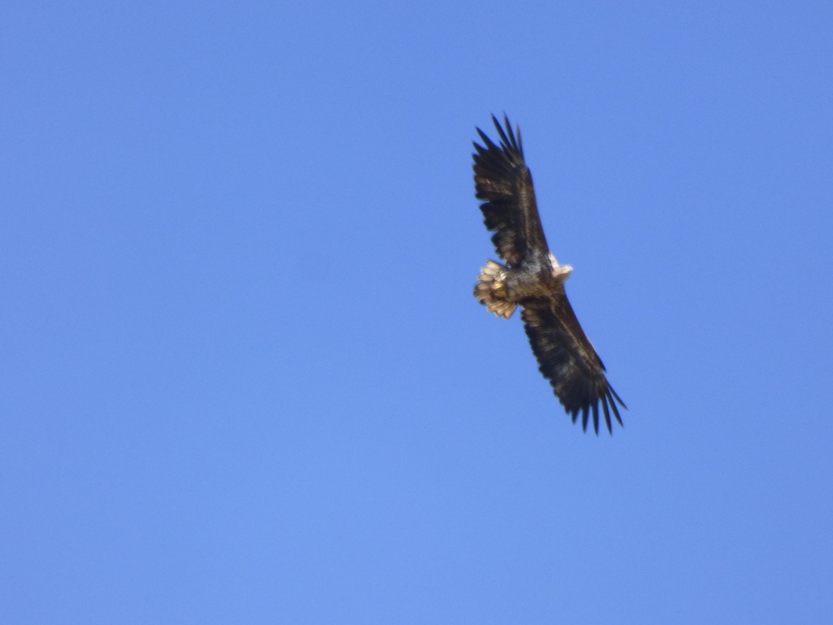 White-tailed Eagle - ML616590870