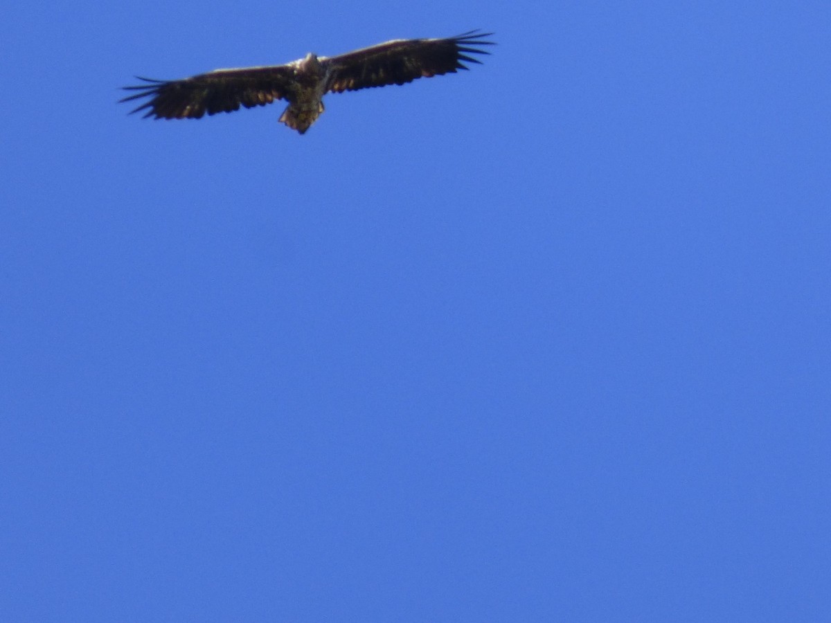 White-tailed Eagle - ML616590871
