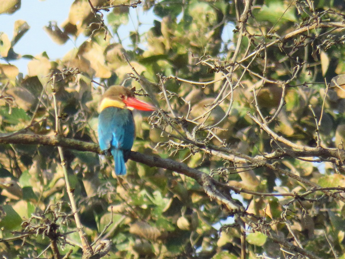 Stork-billed Kingfisher - ML616590875