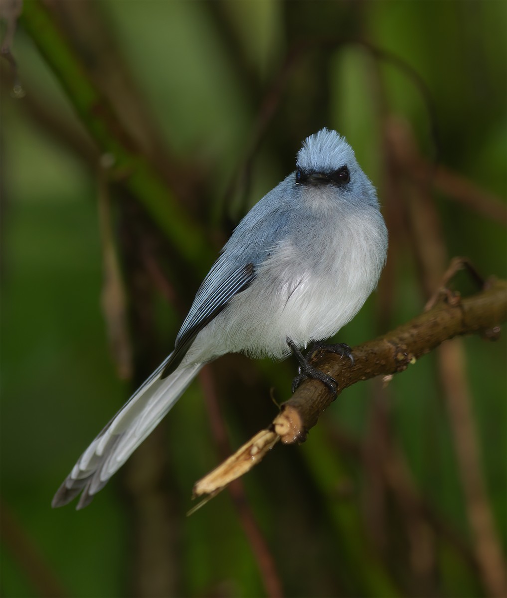 White-tailed Blue Flycatcher - Gary Rosenberg