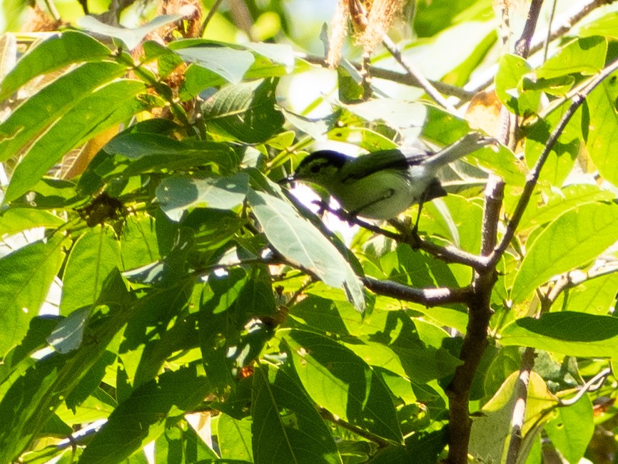 White-browed Gnatcatcher - Scott Stafford