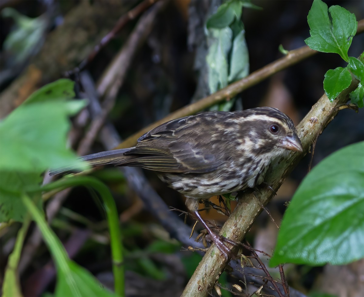 Streaky Seedeater - Gary Rosenberg