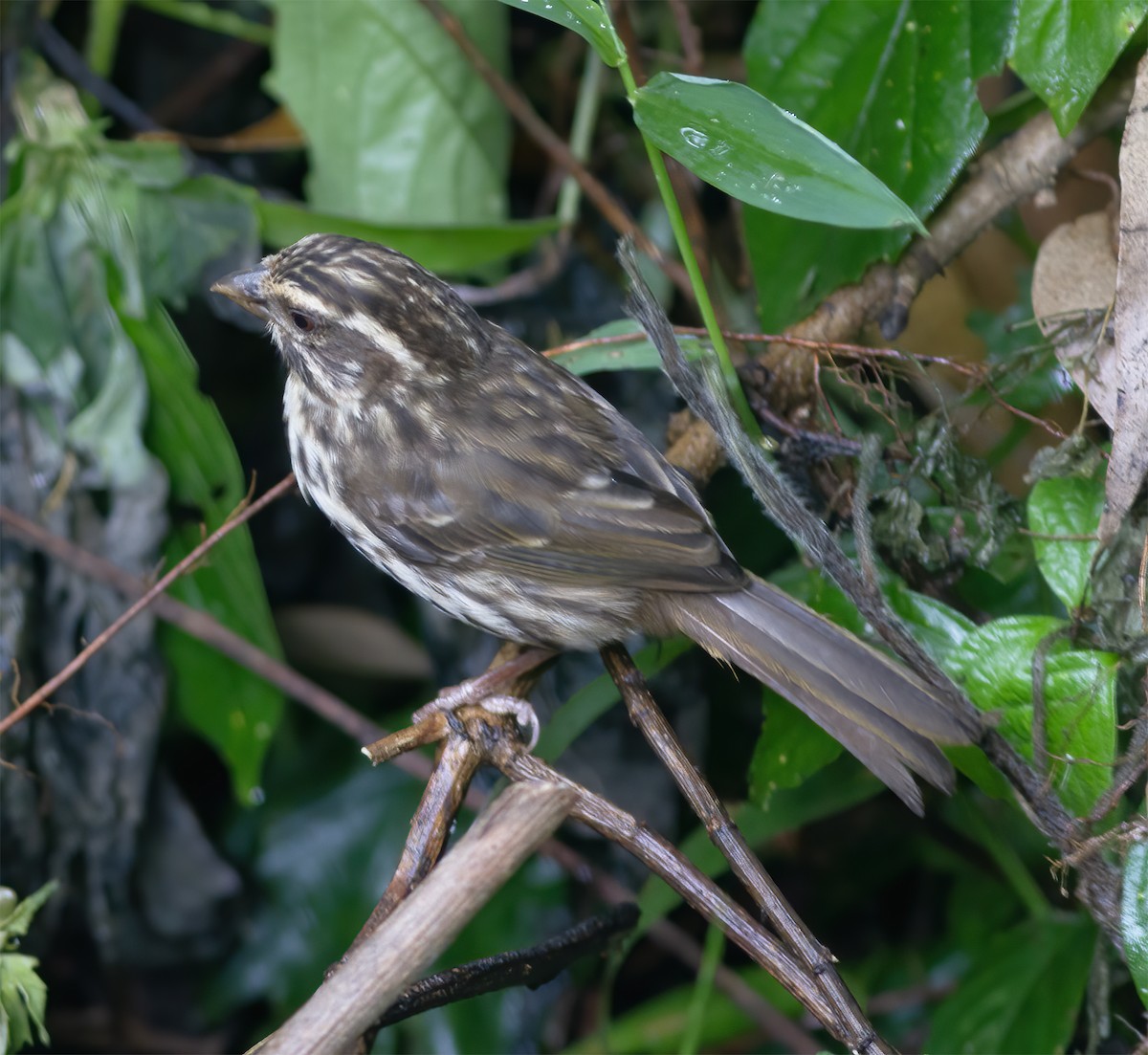 Streaky Seedeater - ML616590898