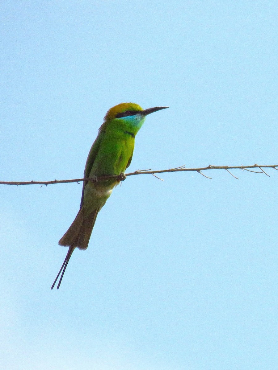 Asian Green Bee-eater - Ruth Metterhausen
