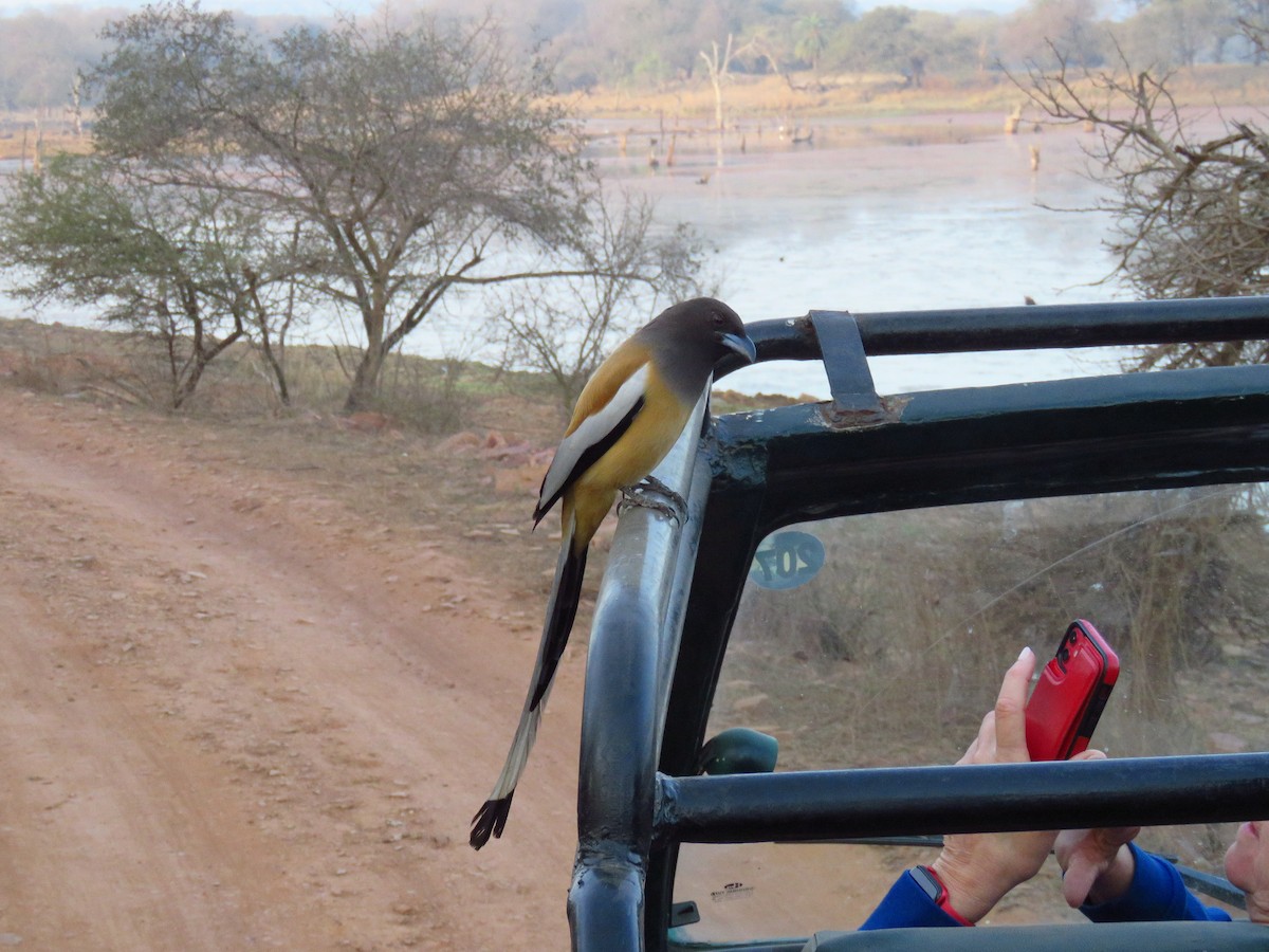 Rufous Treepie - ML616590913