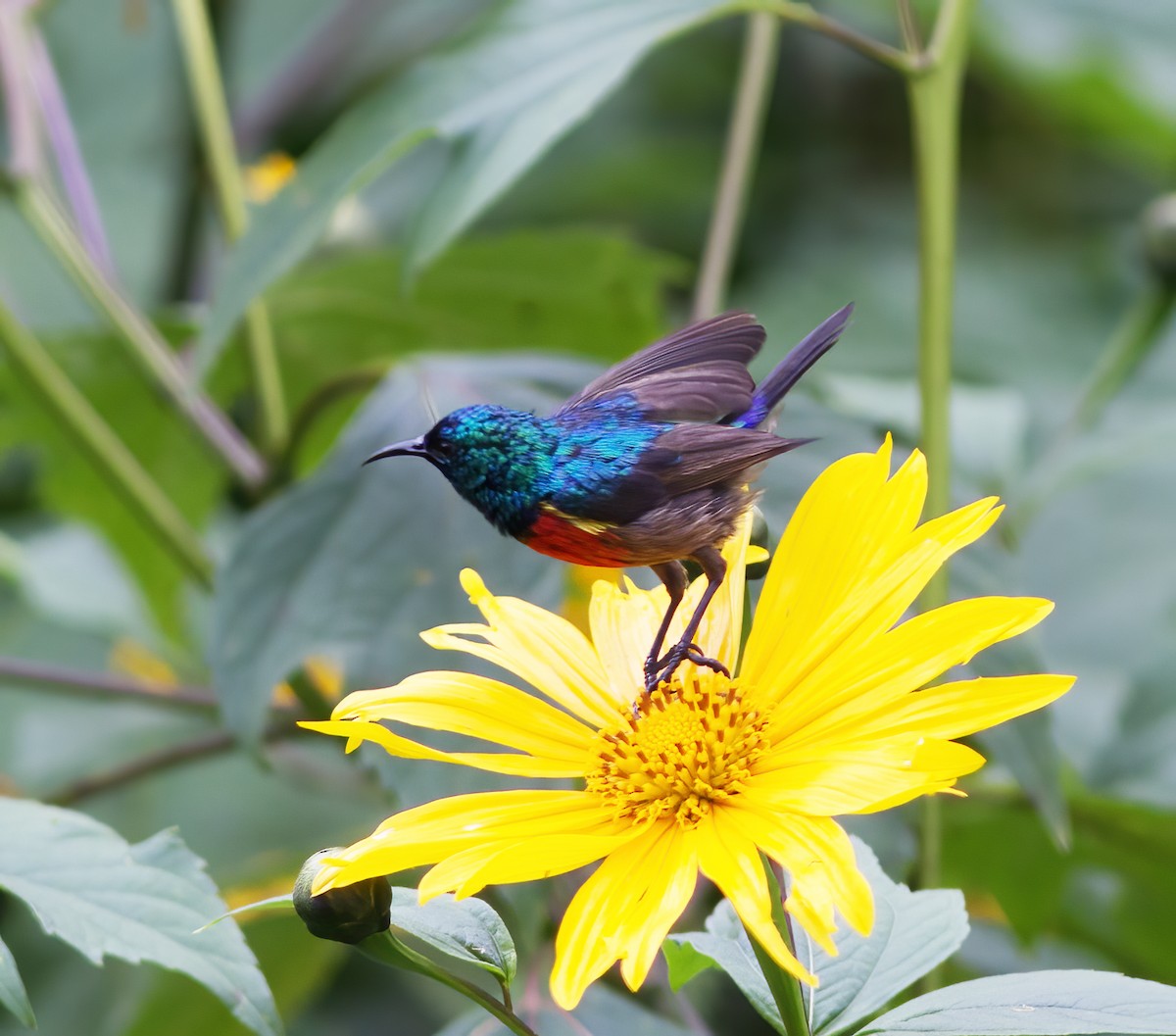 Northern Double-collared Sunbird - ML616590916