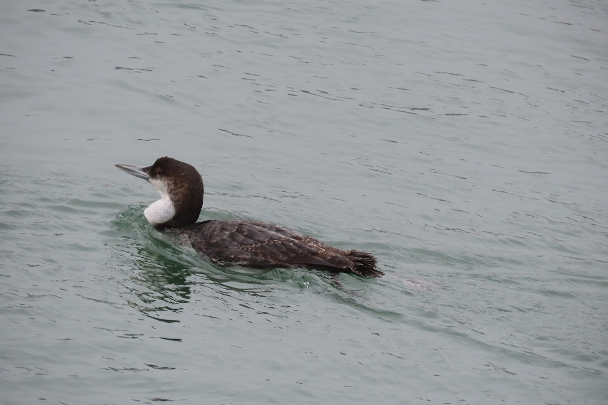 Common Loon - ML616590957