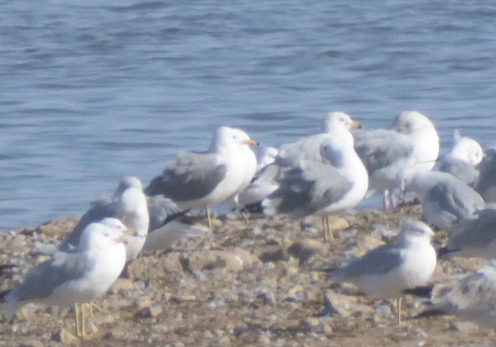 Gaviota Californiana - ML616590997