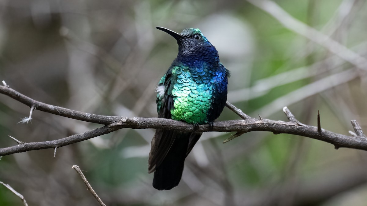 Santa Marta Sabrewing - Carole Turek