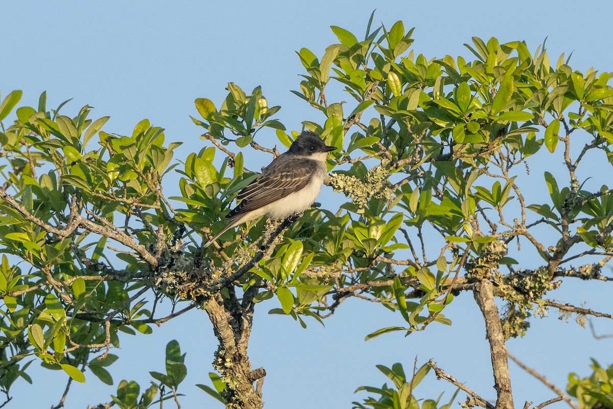 Eastern Kingbird - Donna Keller