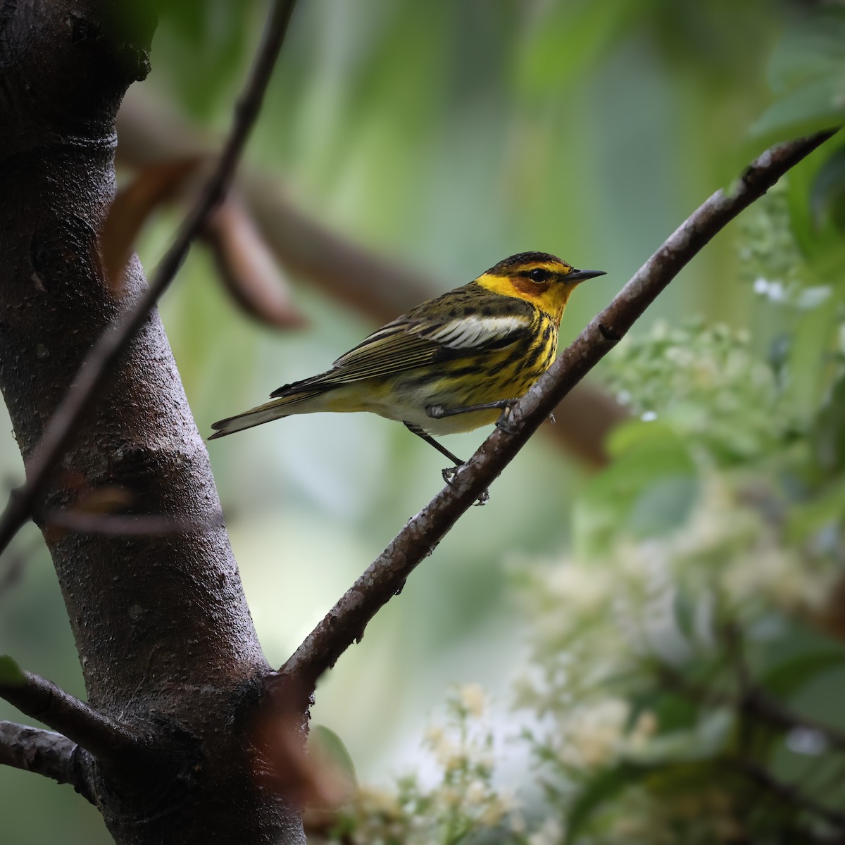 Cape May Warbler - ML616591079