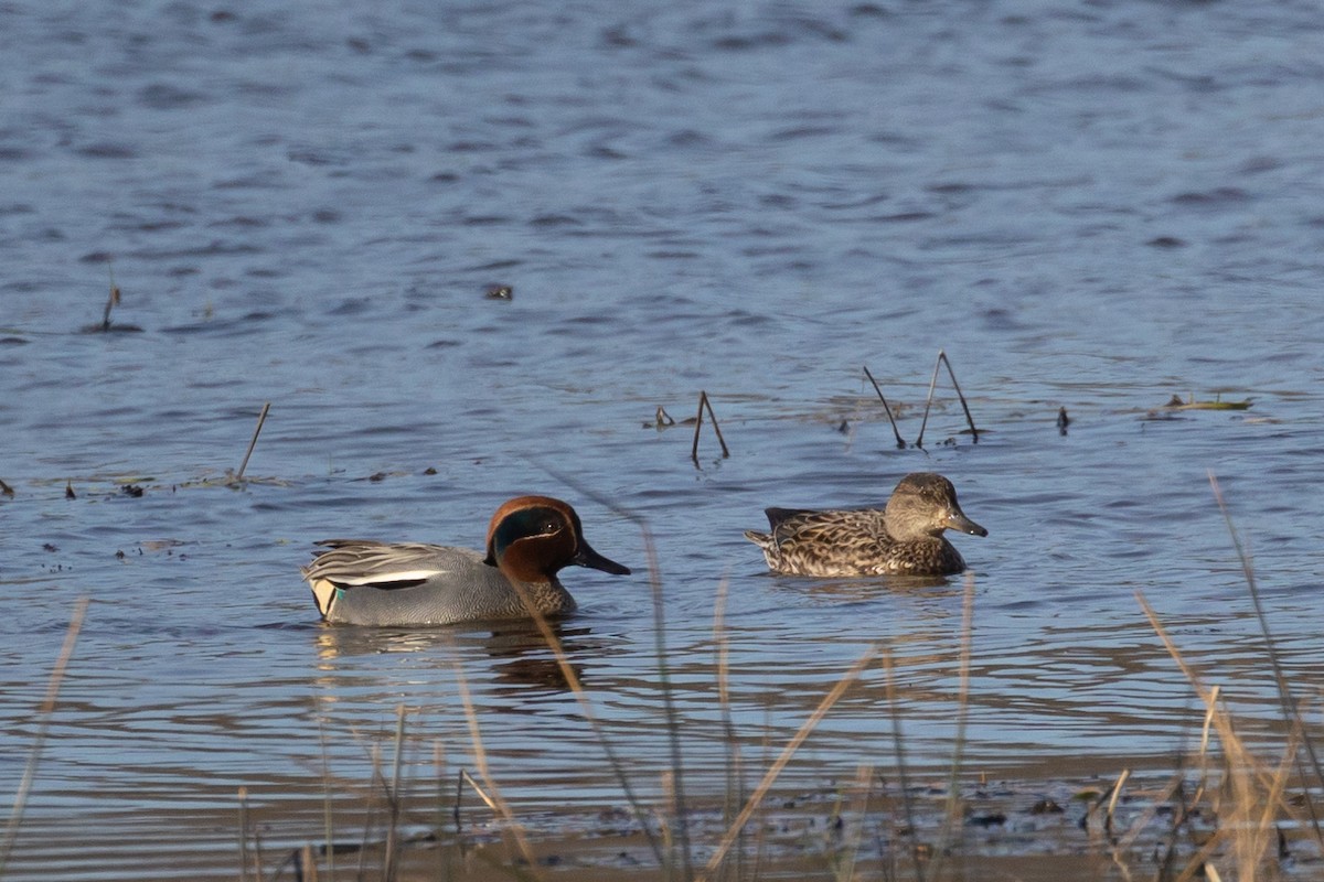 Green-winged Teal - ML616591085