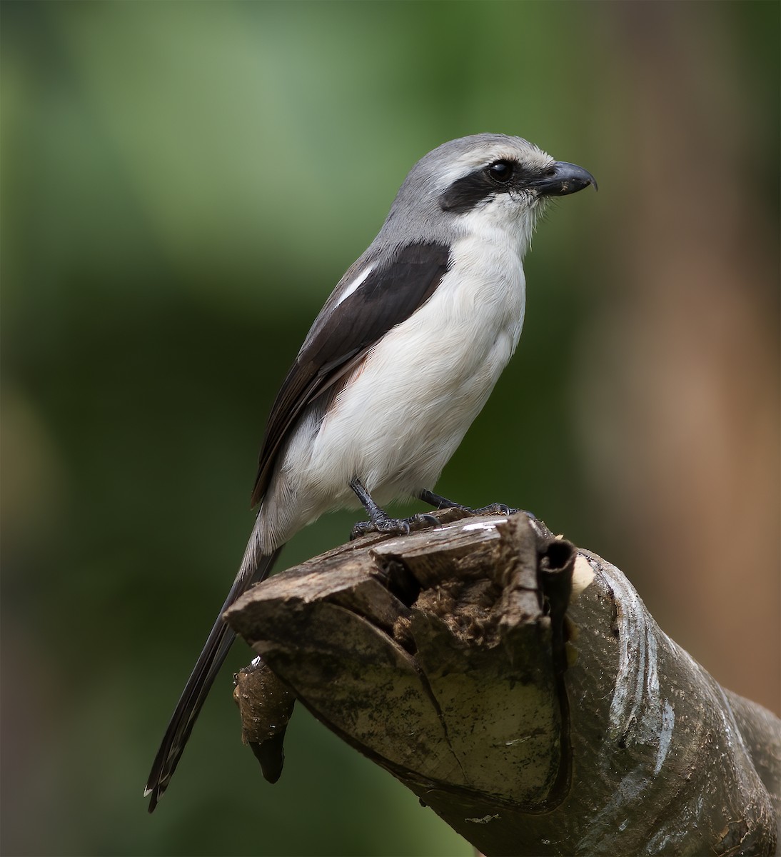 Mackinnon's Shrike - ML616591092