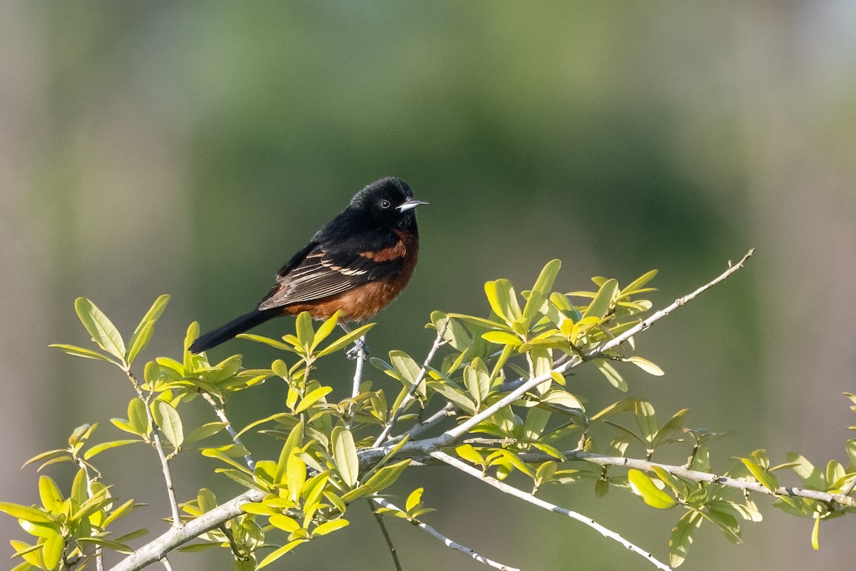 Orchard Oriole - Donna Keller