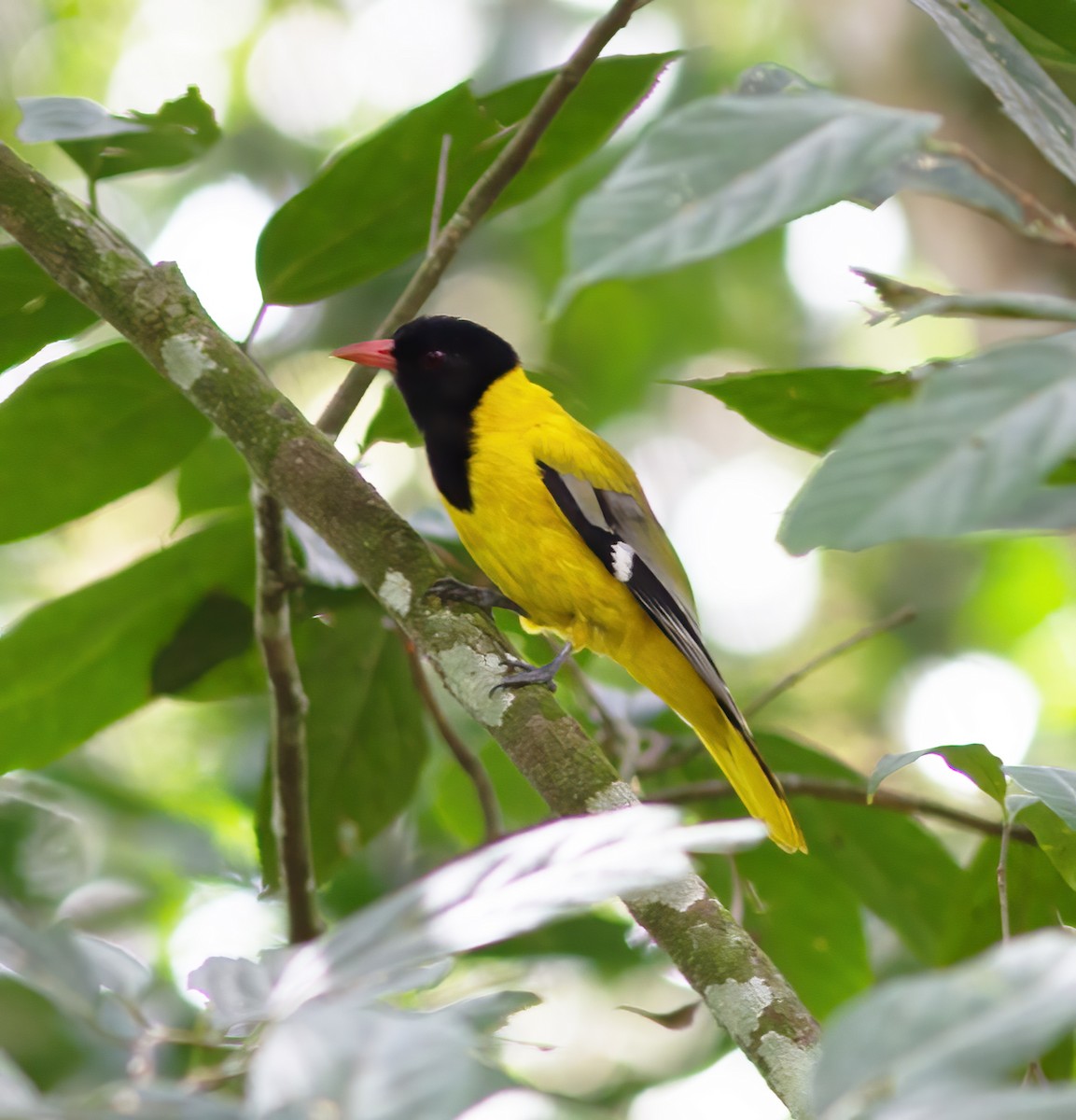 Black-tailed Oriole - ML616591113