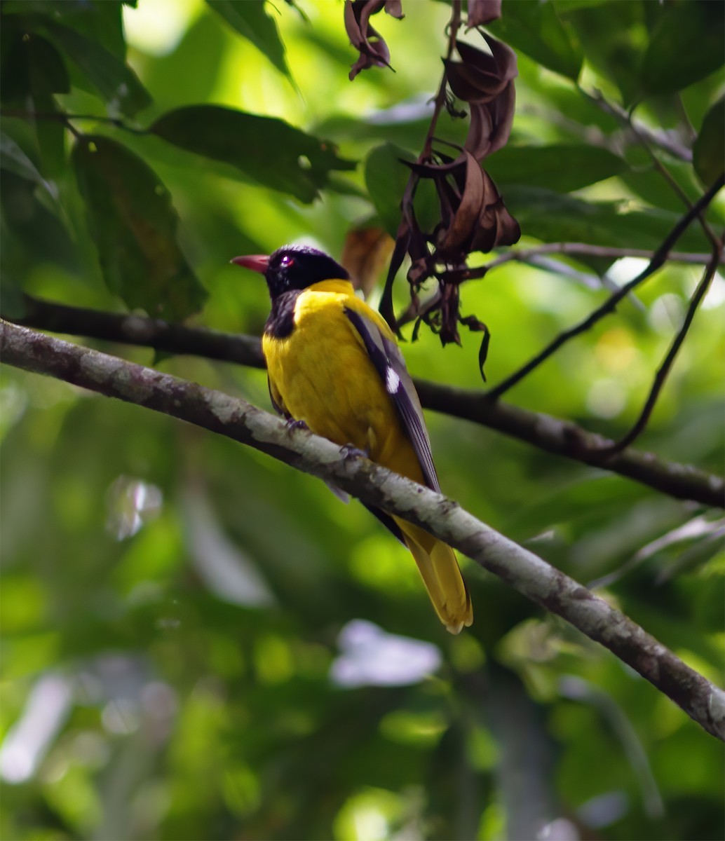 Black-tailed Oriole - ML616591116