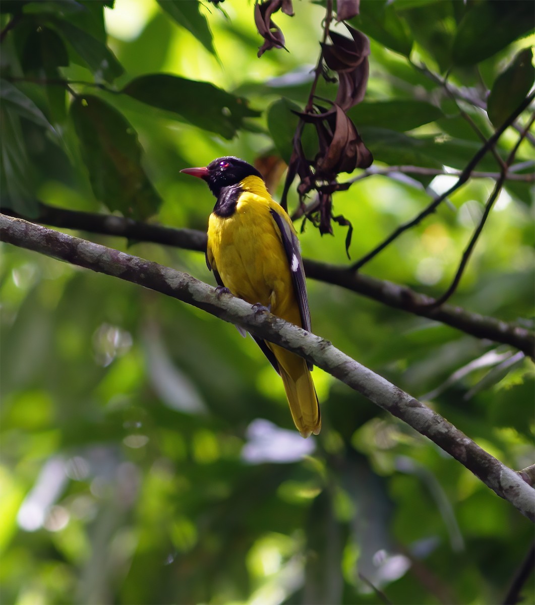 Black-tailed Oriole - ML616591117