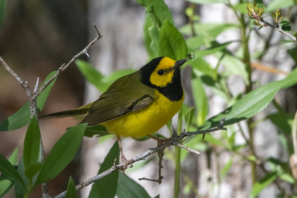 Hooded Warbler - Donna Keller