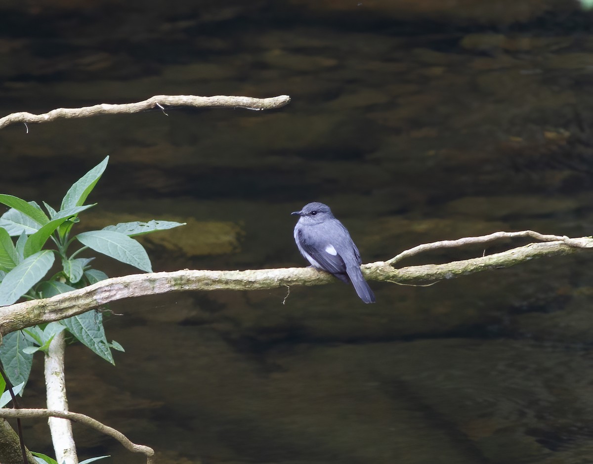 Cassin's Flycatcher - Gary Rosenberg