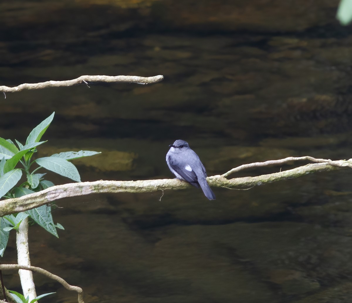 Cassin's Flycatcher - ML616591180