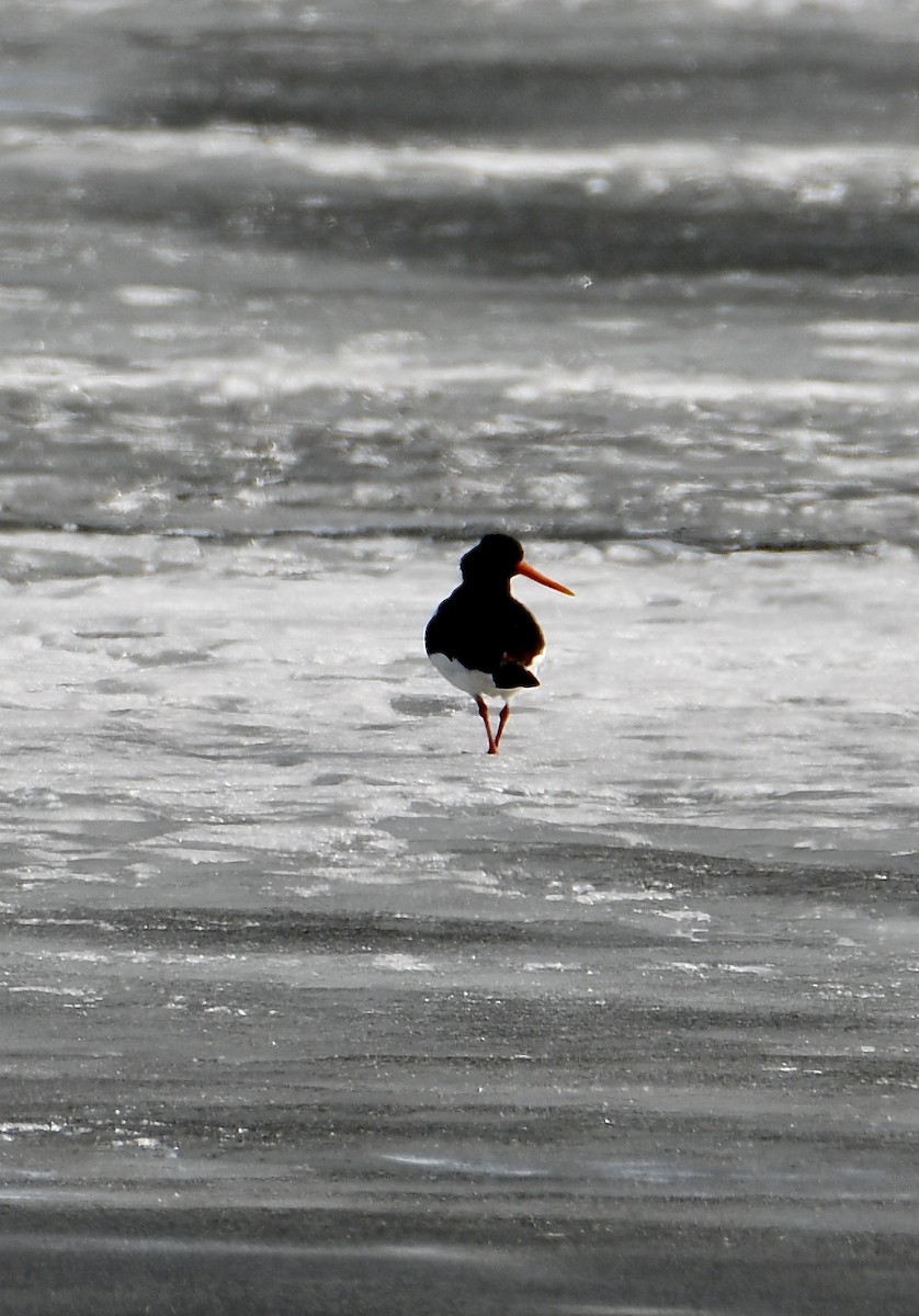 Eurasian Oystercatcher - Inga Ligi