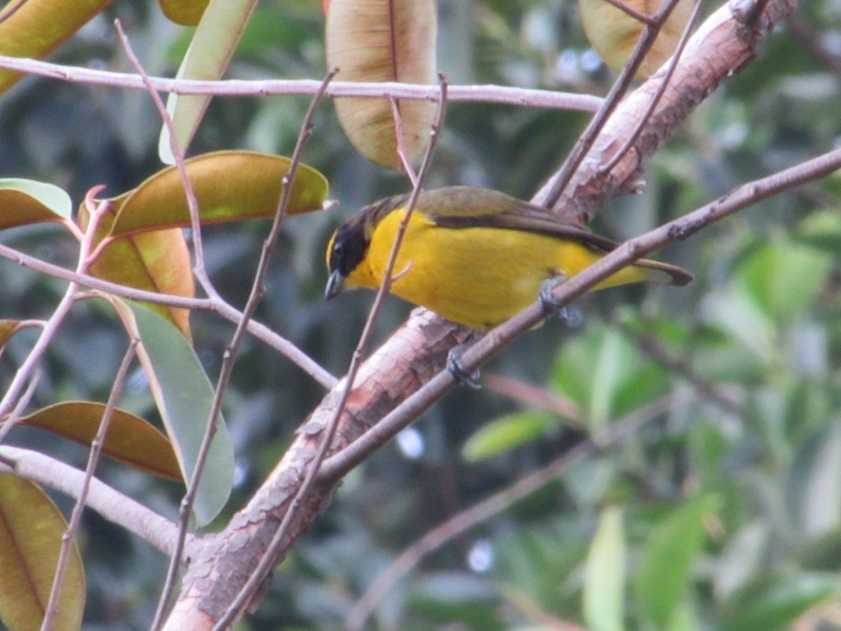 Thick-billed Euphonia - Angie Paola Salazar