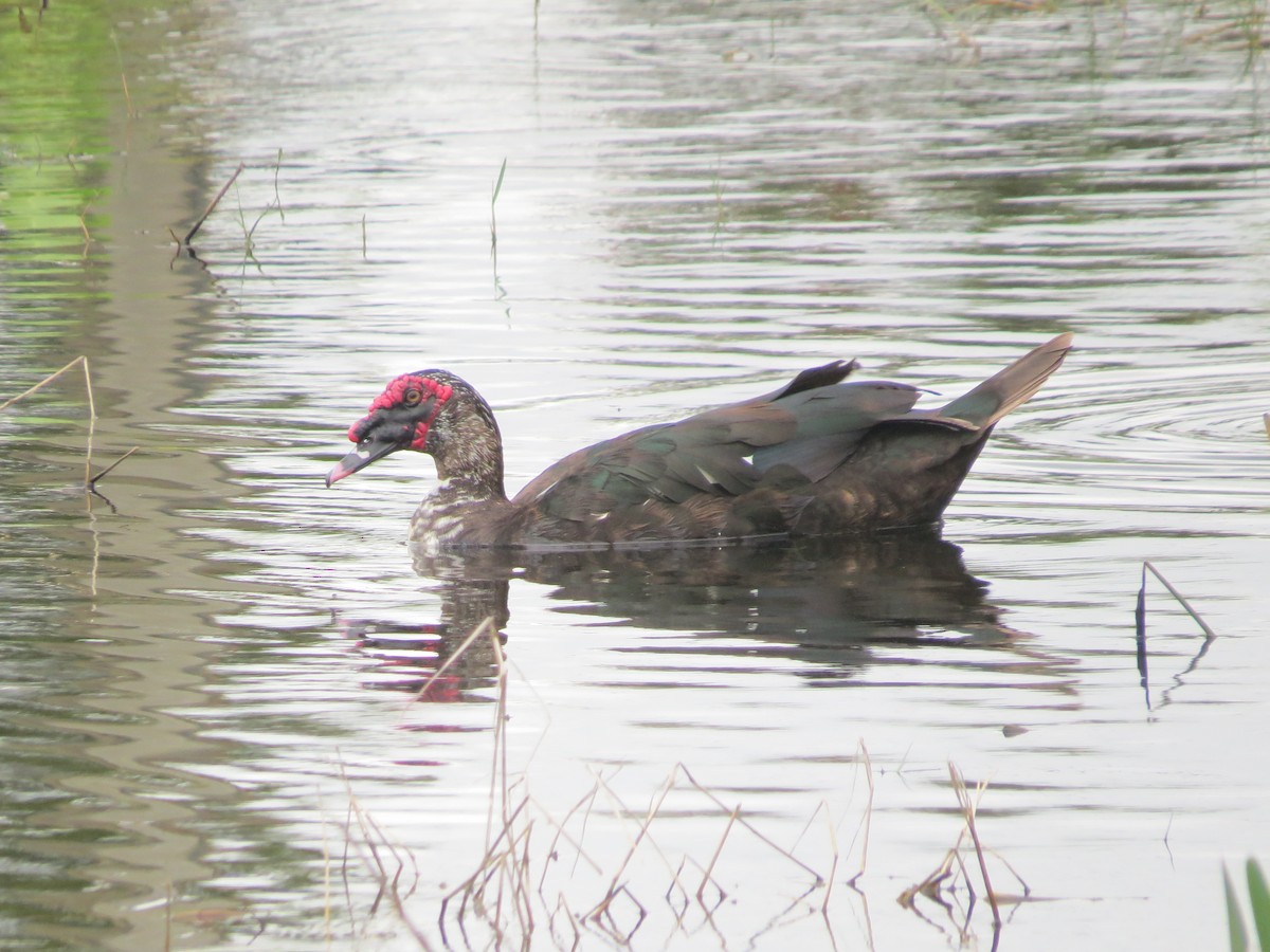 Muscovy Duck (Domestic type) - Ray Miskowski