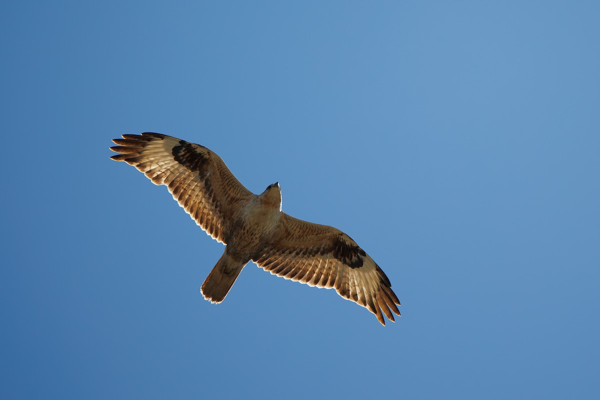 Long-legged Buzzard - ML616591222