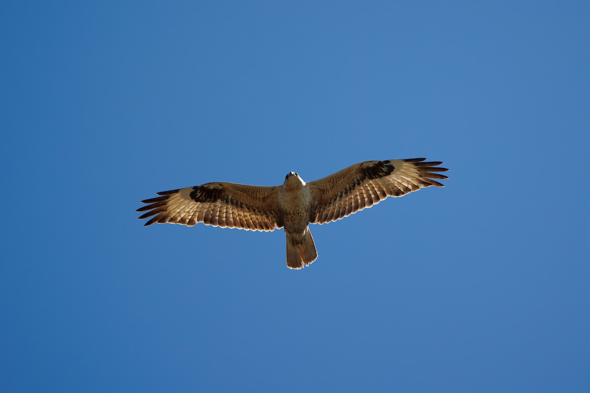 Long-legged Buzzard - ML616591223