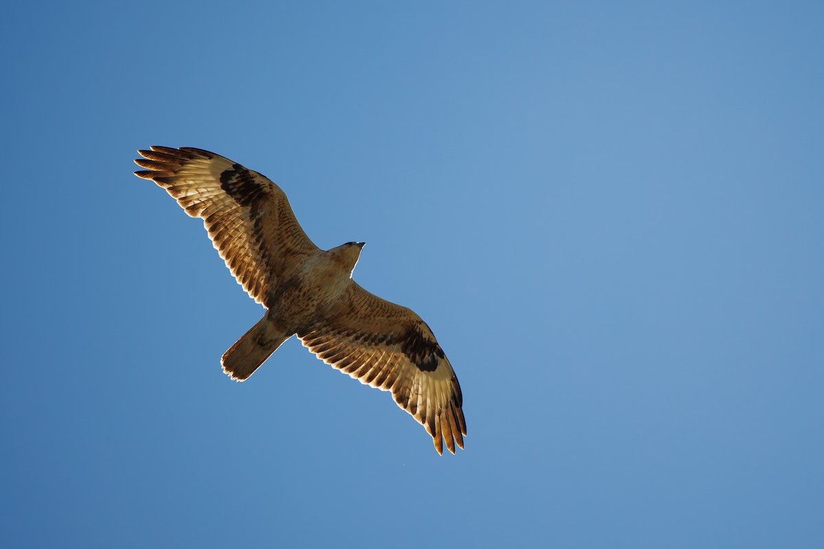 Long-legged Buzzard - ML616591224