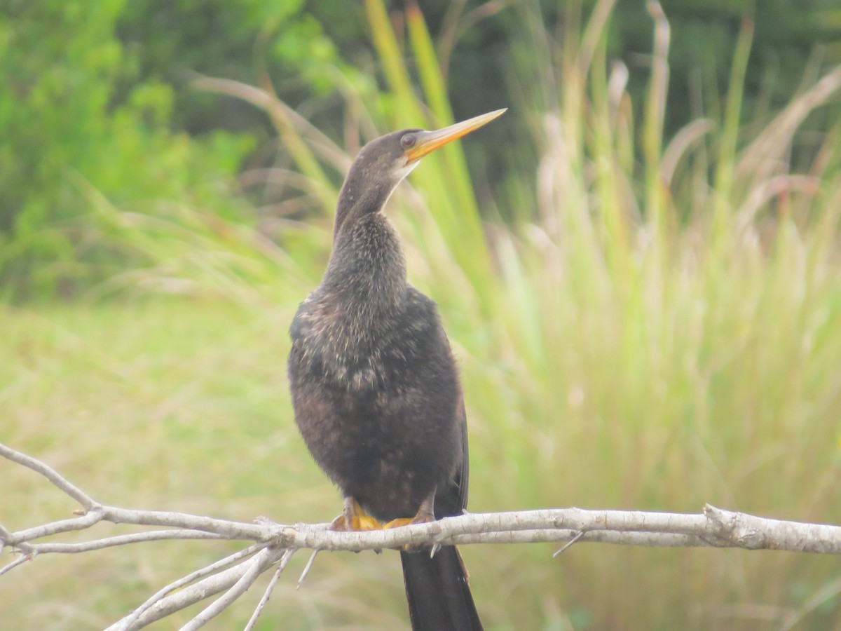 Anhinga Americana - ML616591231