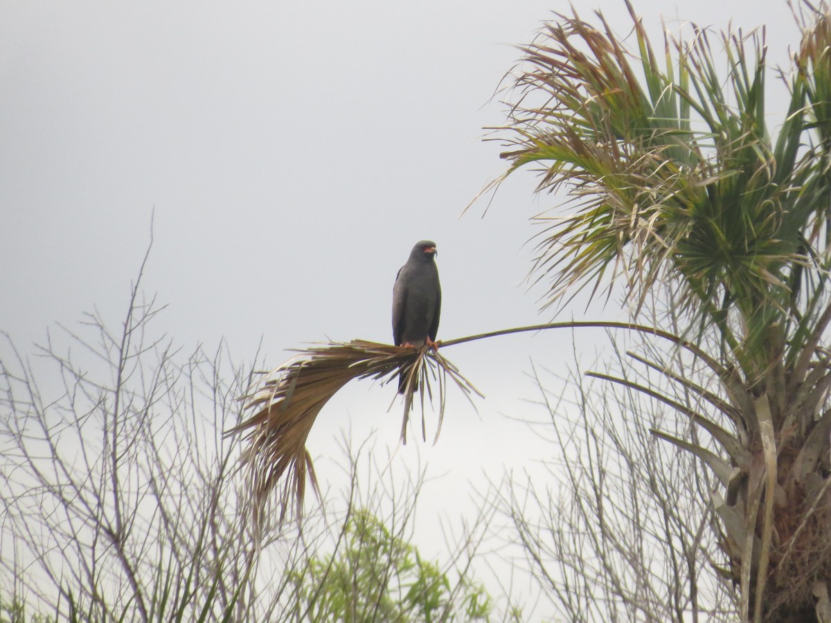 Snail Kite - ML616591237