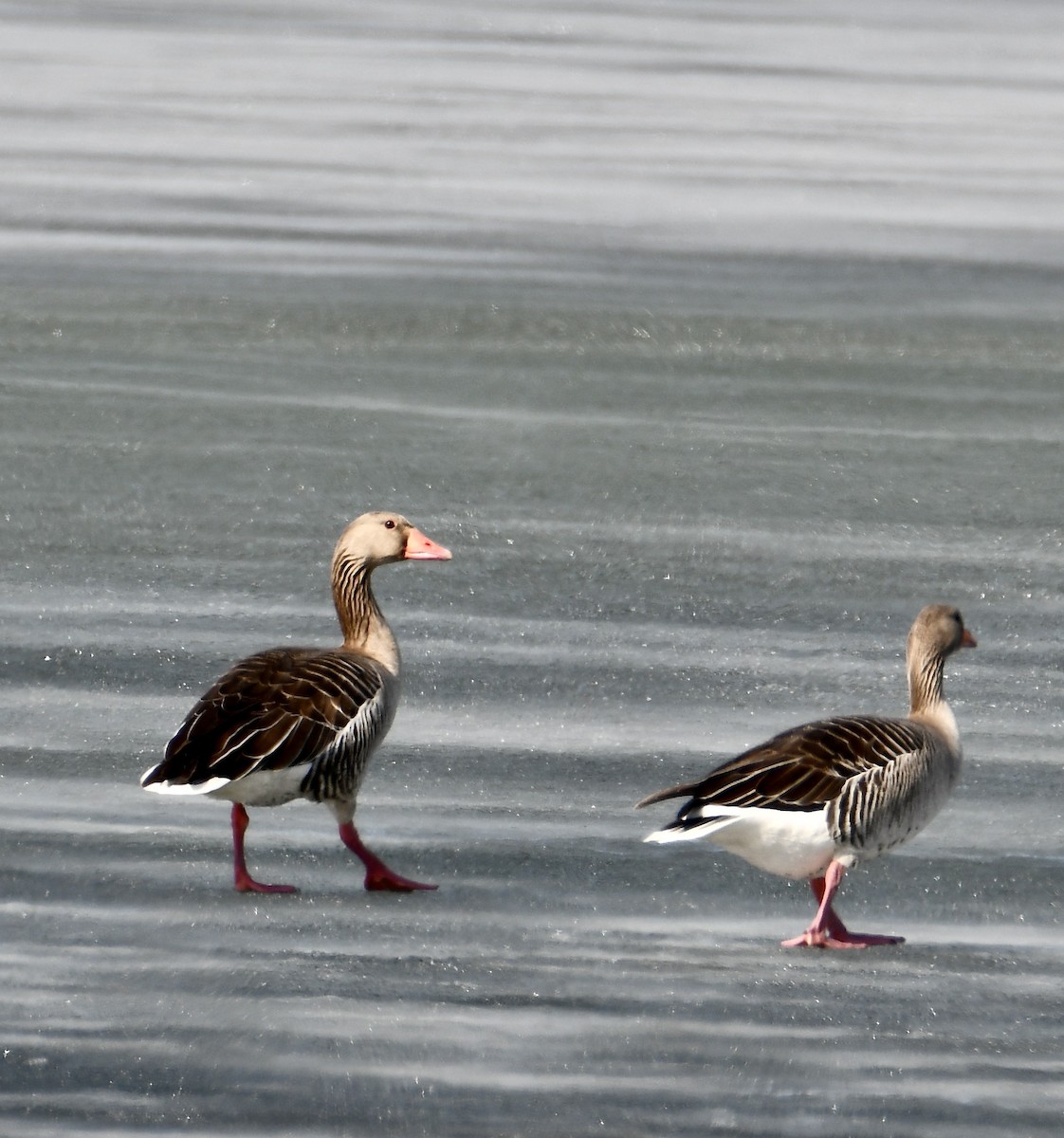 Graylag Goose - Inga Ligi