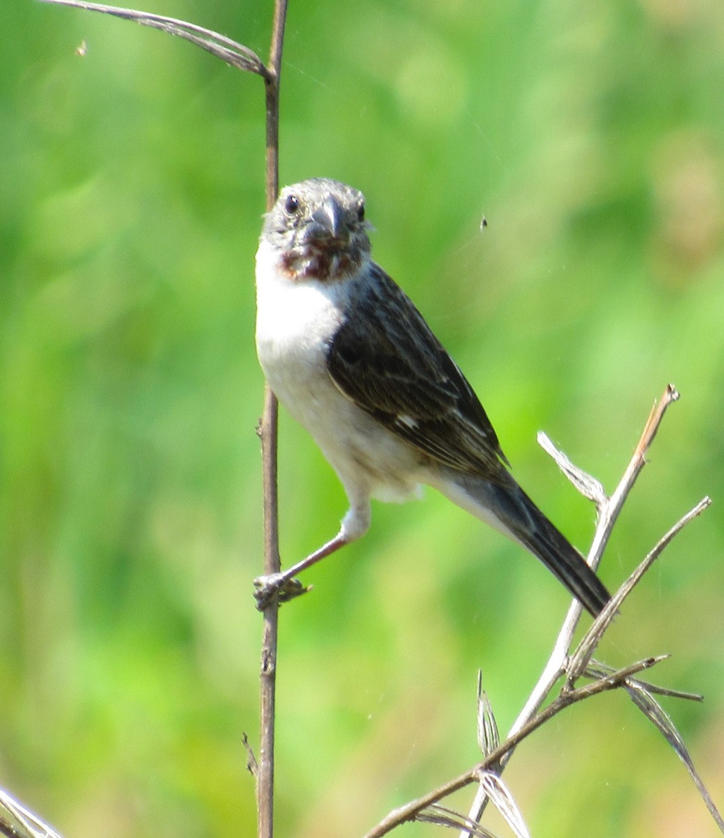 Chestnut-throated Seedeater - Julie  Michael