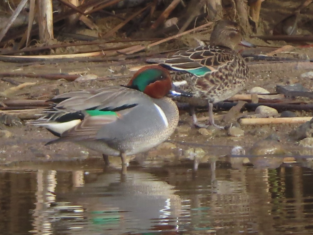 Green-winged Teal - ML616591295