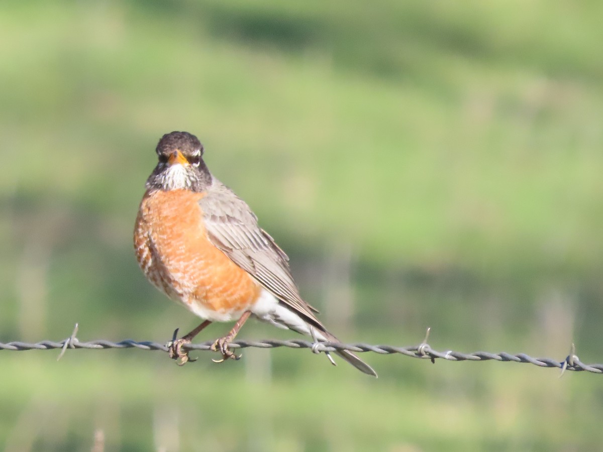 American Robin - Dick Zerger