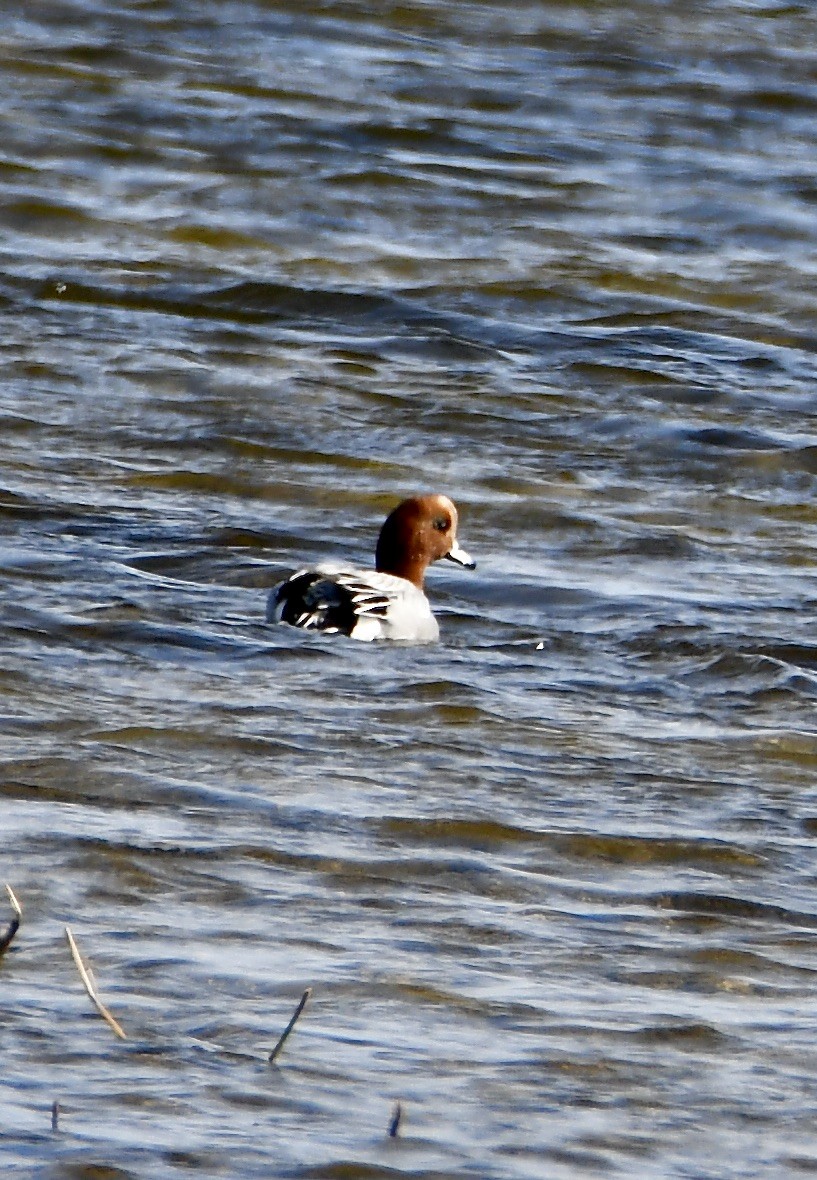 Eurasian Wigeon - Inga Ligi